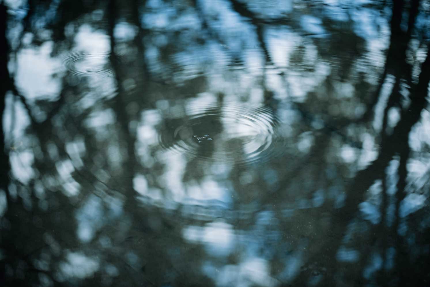 池にいるアメンボの写真 | Make New Magazine「未来の定番」をつくるために、パナソニックのリアルな姿を伝えるメディア