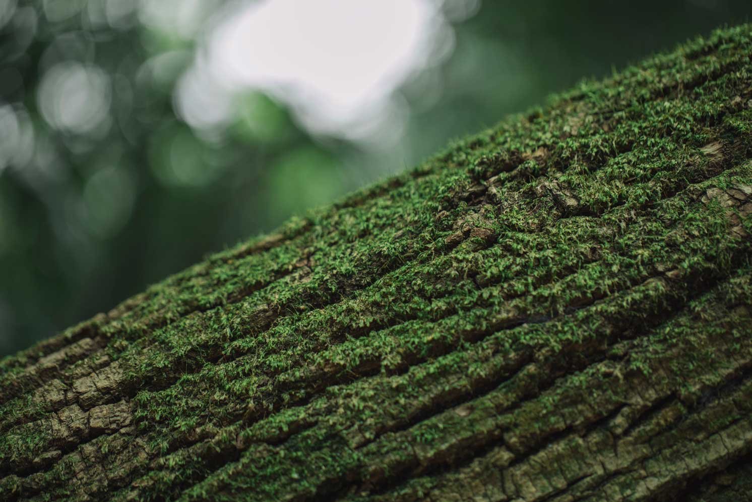木の幹の写真 | Make New Magazine「未来の定番」をつくるために、パナソニックのリアルな姿を伝えるメディア